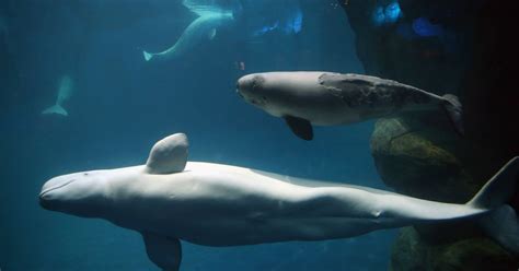 The Beluga Whale In A Viral Image Doesn T Have Legs It Has Blubber Beluga Whale Whale Beluga