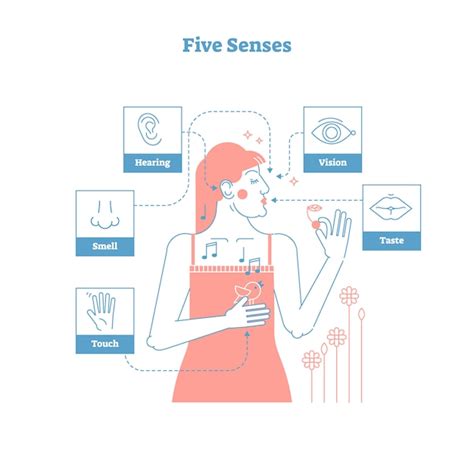 Five human senses Vector | Premium Download