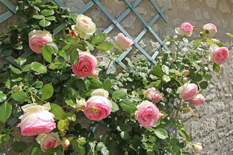 11 of the Best Rose Trellises for Your Garden - Minneopa Orchards