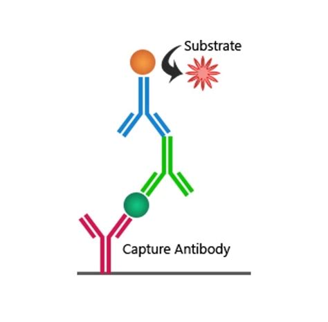 Elisa Tests And Their Mechanisms Explained