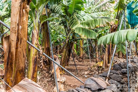 Plantacao De Bananas Madeira