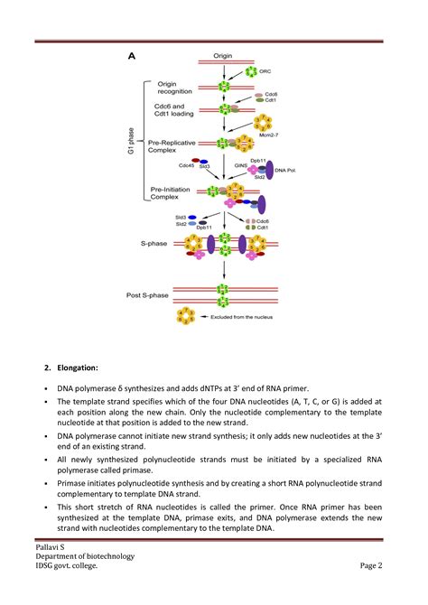 Solution Dna Replication In Eukaryotes Studypool