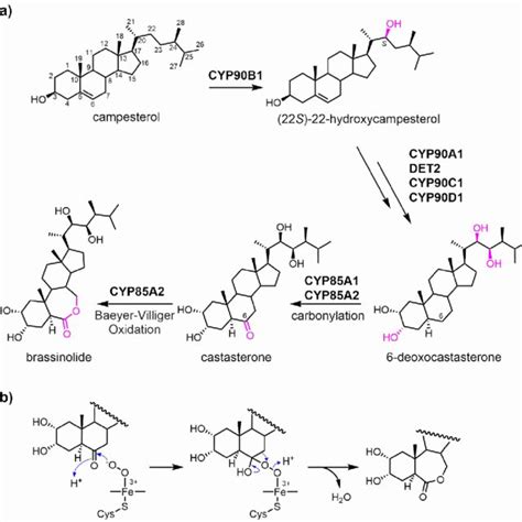 A Brassinosteroid BR Biosynthesis Pathway In Arabidopsis Thaliana