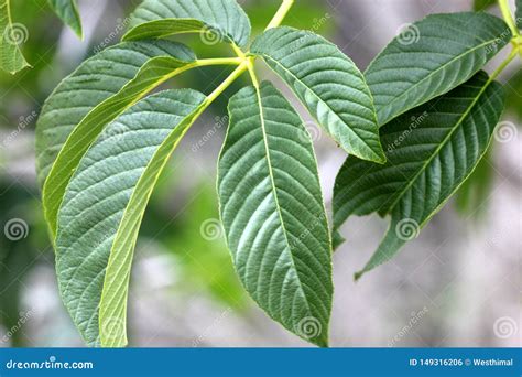 California Buckeye, California Horse-chestnut, California Native Tree ...