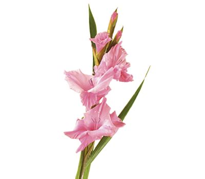 Gladiolus Flower Meaning & Symbolism | Teleflora