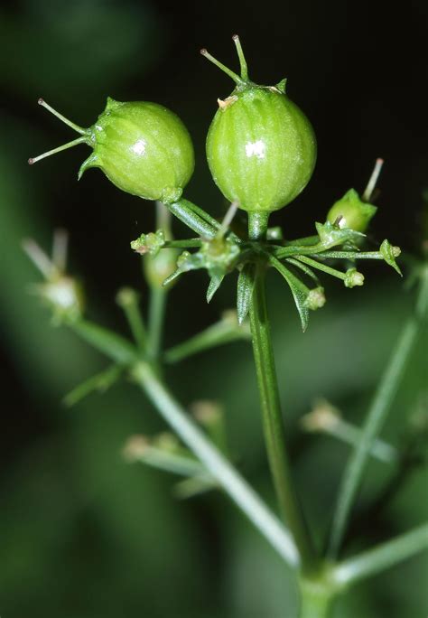 Coriandrum Sativum L Plants Of The World Online Kew Science