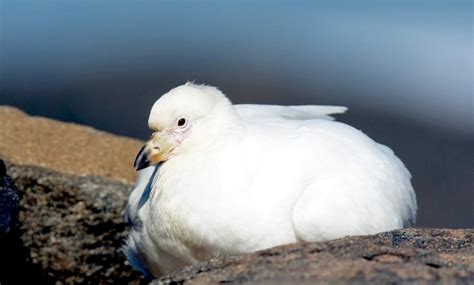 Snowy Sheathbill – "OCEAN TREASURES" Memorial Library