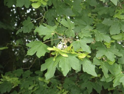 ACER platanoides Pépinières Ripoche Nantes Divatte sur Loire