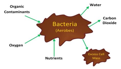 Anaerobic Digestion