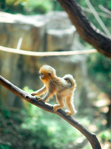 Baby Snub Nosed Monkey At The Zoo Just Learning To Climb Trees Rpics