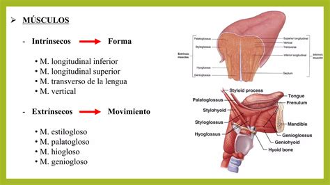 Cavidad Oral Y Faringe Ppt