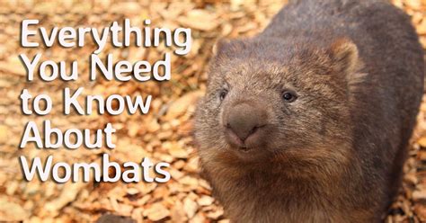 Everything You Need To Know About Wombats — Bonorong Wildlife Sanctuary