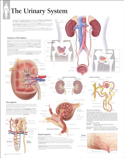 Diagram Of Urinary System Of Man Urinary System Anatomical C