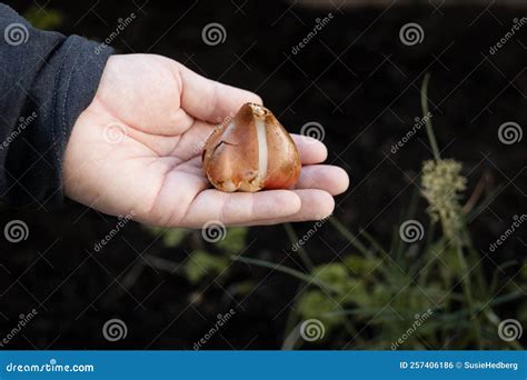 Hand Holding Tulip Bulb Planting Tulips In The Garden Stock Photo