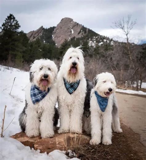 10 Fun Facts About Old English Sheepdogs