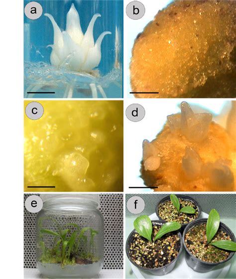 Somatic Embryogenesis And Plantlet Regeneration From Transverse Thin