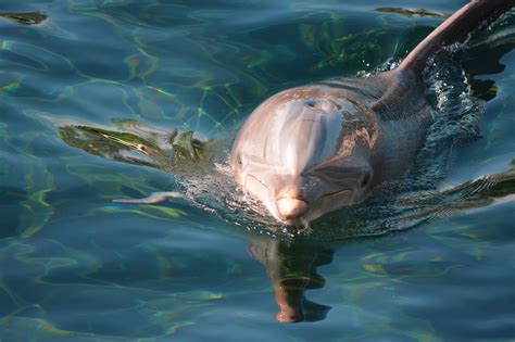 Lovina Dolphin Tour Lovina Watching Dolphin Snorkeling And Swimming