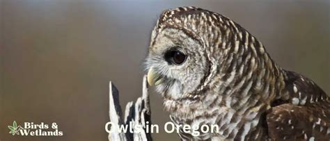 Must See Owls In Oregon Birds Wetlands