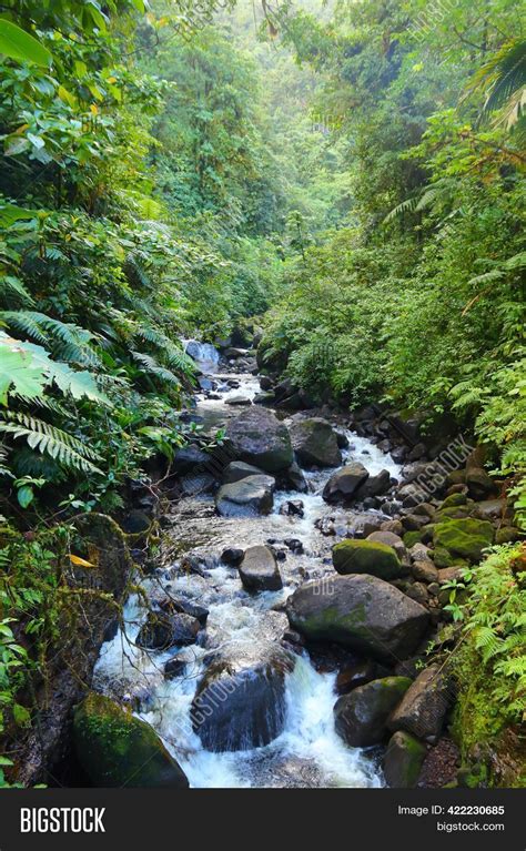 Nature Guadeloupe Image & Photo (Free Trial) | Bigstock