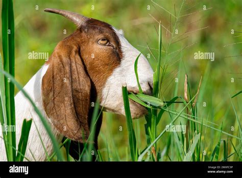 Image Of Goat Is Chewing Grass On The Green Meadow Farm Animal Stock