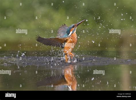 Common Kingfisher Alcedo Atthis Adult Female Emerging From