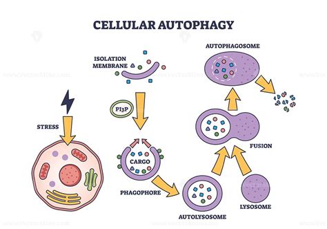 Cellular Autophagy Process Stages For Body Recycling System Outline