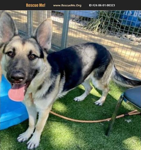 Adopt German Shepherd Rescue Van Nuys Ca