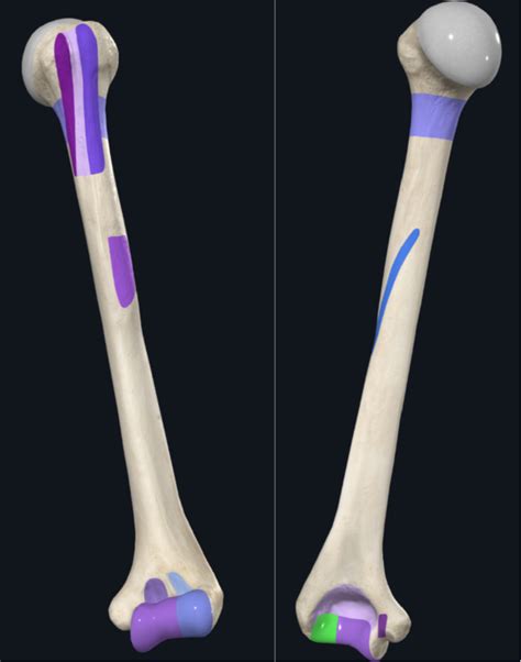 Humerus Bony Landmarks Diagram Quizlet