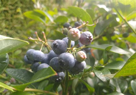 Blauwe Bessenstruiken Kopen Vanaf 6 99 Fruitbomen Net