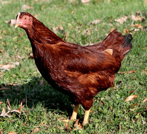 Rhode Island Red Vs New Hampshire Red Meyer Hatchery Blog