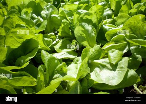 Organic background - Butterhead lettuce growing in summer Stock Photo ...