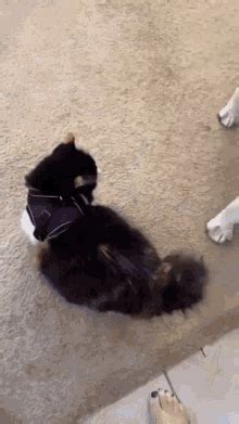 Startled Cat Cat Go Jump GIF - Startled Cat Cat Go Jump Jumping ...