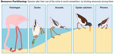 Directional Selection Examples In Animals