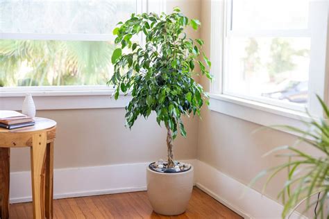 Weeping Fig Ficus Plant Care And Growing Guide