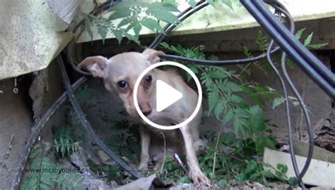 Cette Femelle Chihuahua Abandonn E N Tait Pas Pr Te Tre Touch E Par