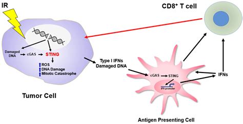 Ijms Free Full Text Regulation Of The Cell Intrinsic Dna Damage Response By The Innate