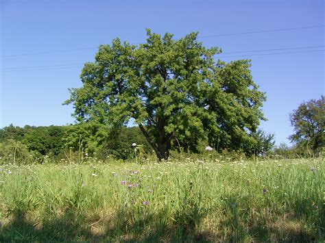 Parktr Ume Stocksberg Urholz M Bel Aus Heimischen Edelh Lzern