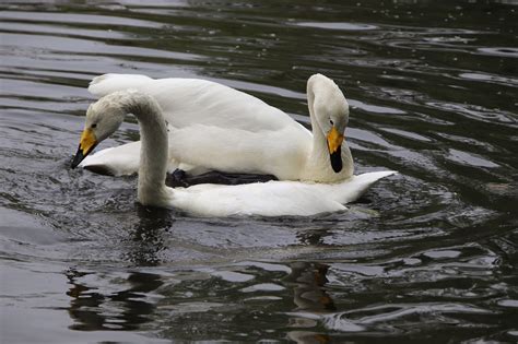 Cisnes Aves Lago Foto Gratis En Pixabay Pixabay