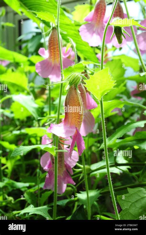 Rehmannia Hi Res Stock Photography And Images Alamy