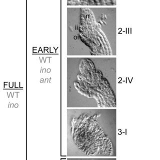 Ovule Phenotypes Of Wild Type Ino And Ant A Comparison Of Wild Type