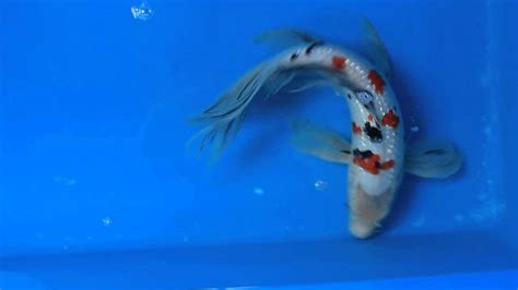 15 Ginrin Sanke Longfin Butterfly Koi Carp Fish For Sale Love