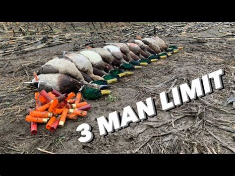 Flooded Corn Field Duck Hunt Man Limit Youtube