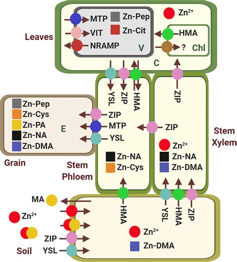 Genetic Biofortification Of Wheat With Zinc Opportunities To Finetune