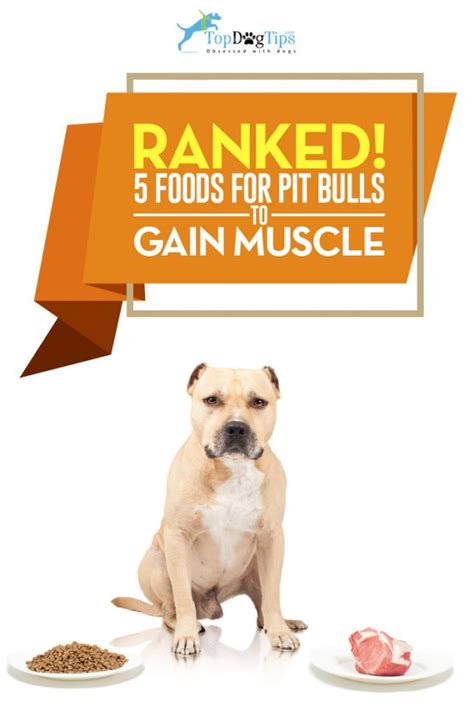 Top 5 Best Dog Food for Pit Bulls to Gain Muscle in 2017