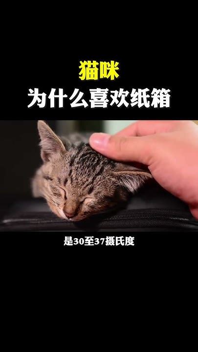 猫咪为什么喜欢纸箱？ 涨知识 科普 猫 Youtube