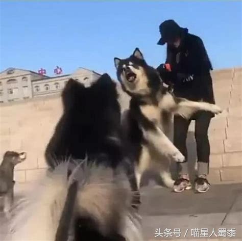 偶遇惡犬，阿拉斯加邊吠叫邊後退，主人：打不過就跑，狗慫話還多 每日頭條