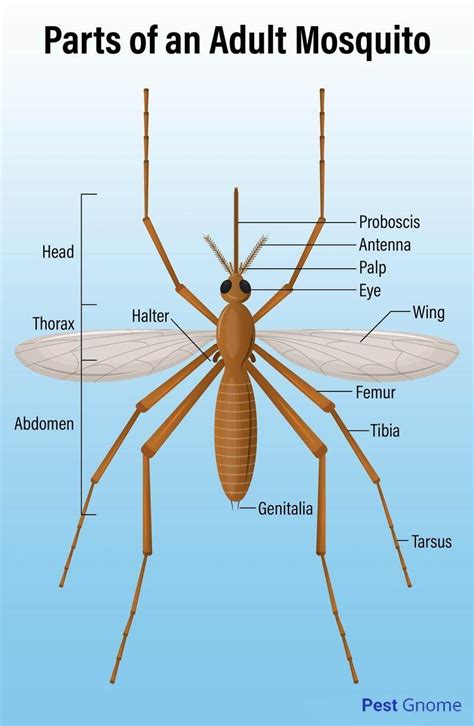 Types Of Mosquitoes With Names