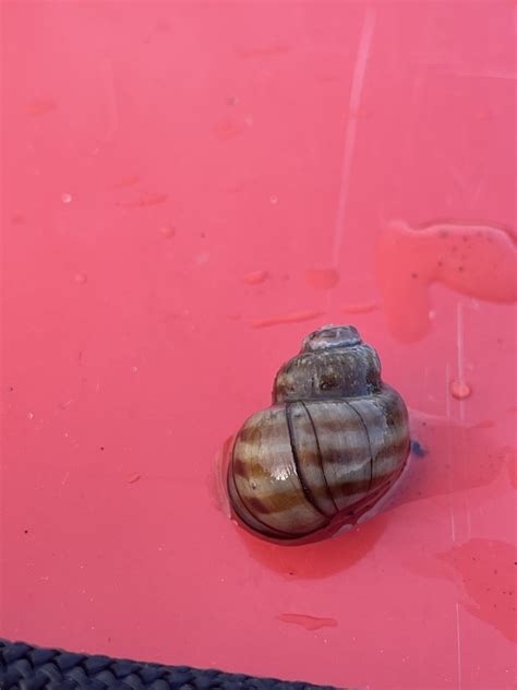 Banded Mystery Snail From Birch Lake Solon Springs Wi Us On June