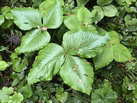 Lista De Verificaci N De Satsumasendai Naturalista Colombia