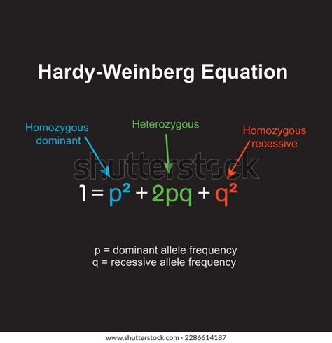 Hardyweinberg Principle Known Hardy Weinberg Equilibrium Stock Vector